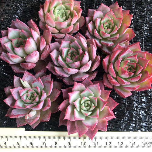 新入荷 多肉植物 エケベリア 桃 カット苗 1苗1500円 多肉植物 愛多肉