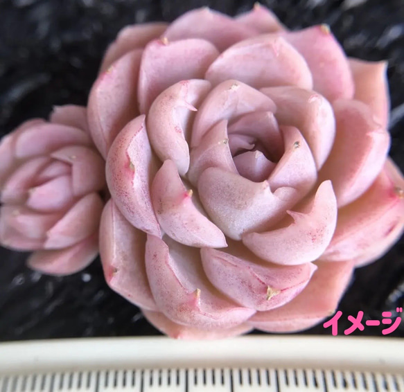 ミラクル錦◎多肉植物 カット苗 韓国苗 エケベリア等 - メルカリ