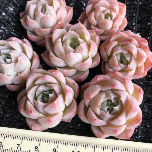 レア新品種 高級苗 エケベリア 桜ミルクキャンディー カット苗 1