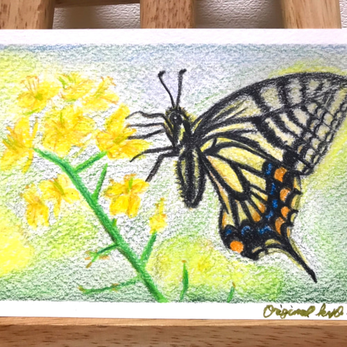 お値下げ⭐️菜の花とアゲハ蝶／色鉛筆画／No26 絵画 original