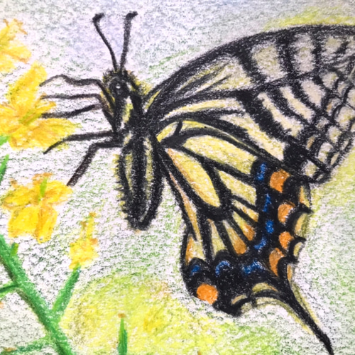 お値下げ⭐️菜の花とアゲハ蝶／色鉛筆画／No26 絵画 original-kyo