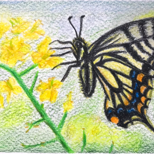 お値下げ⭐️菜の花とアゲハ蝶／色鉛筆画／No26 絵画 original-kyo