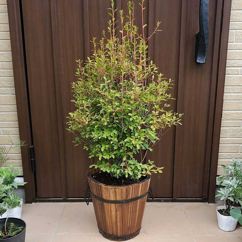 大苗♪ドウダンツツジ ドウダンツツジ 樽型鉢植え 苗木 庭木 和モダン