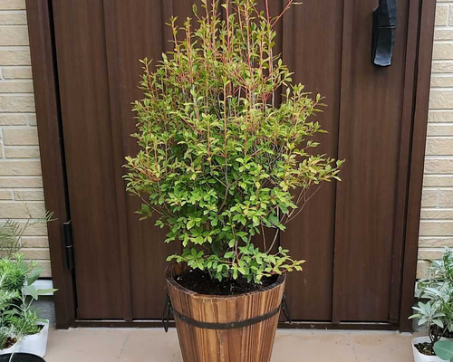 引き取り限定　ドウダンツツジ　大苗 大苗♡ドウダンツツジ 樽型鉢植え 苗 庭木 シンボルツリーに♪ その他