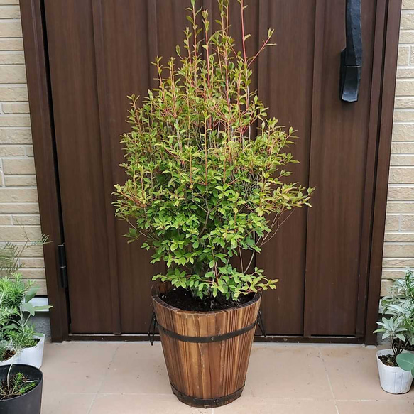 引き取り限定　ドウダンツツジ　大苗 大苗♡ドウダンツツジ 樽型鉢植え 苗 庭木 シンボルツリーに♪ その他