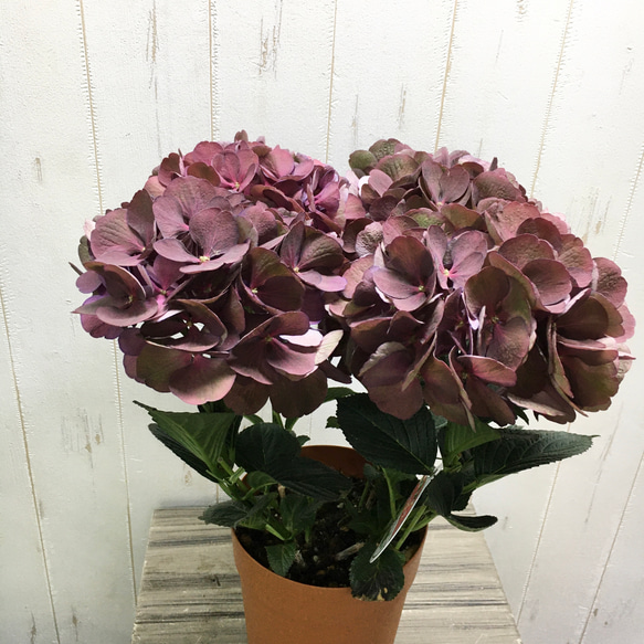 秋色へと変化する大人の紫陽花＊クイーンズブラック｜塩原園芸
