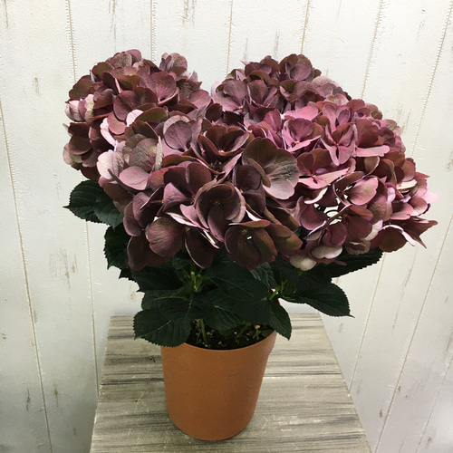 秋色へと変化する大人の紫陽花＊クイーンズブラック｜塩原園芸