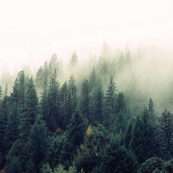 霧と針葉樹の森 フォレスト 山肌 ミニマル 写真 ポスター 5枚目の画像