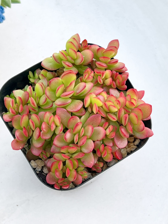 多肉植物♡可愛い紅稚児(^^)抜き苗