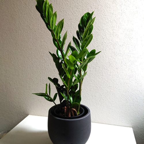 ○限定○ 希少 ロング45 大株”ザミオクルカス 緑葉 セメント鉢カバー