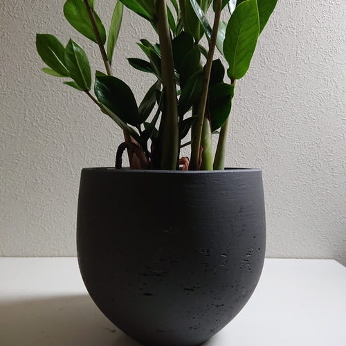 ○限定○ 希少 ロング45 大株”ザミオクルカス 緑葉 セメント鉢カバー