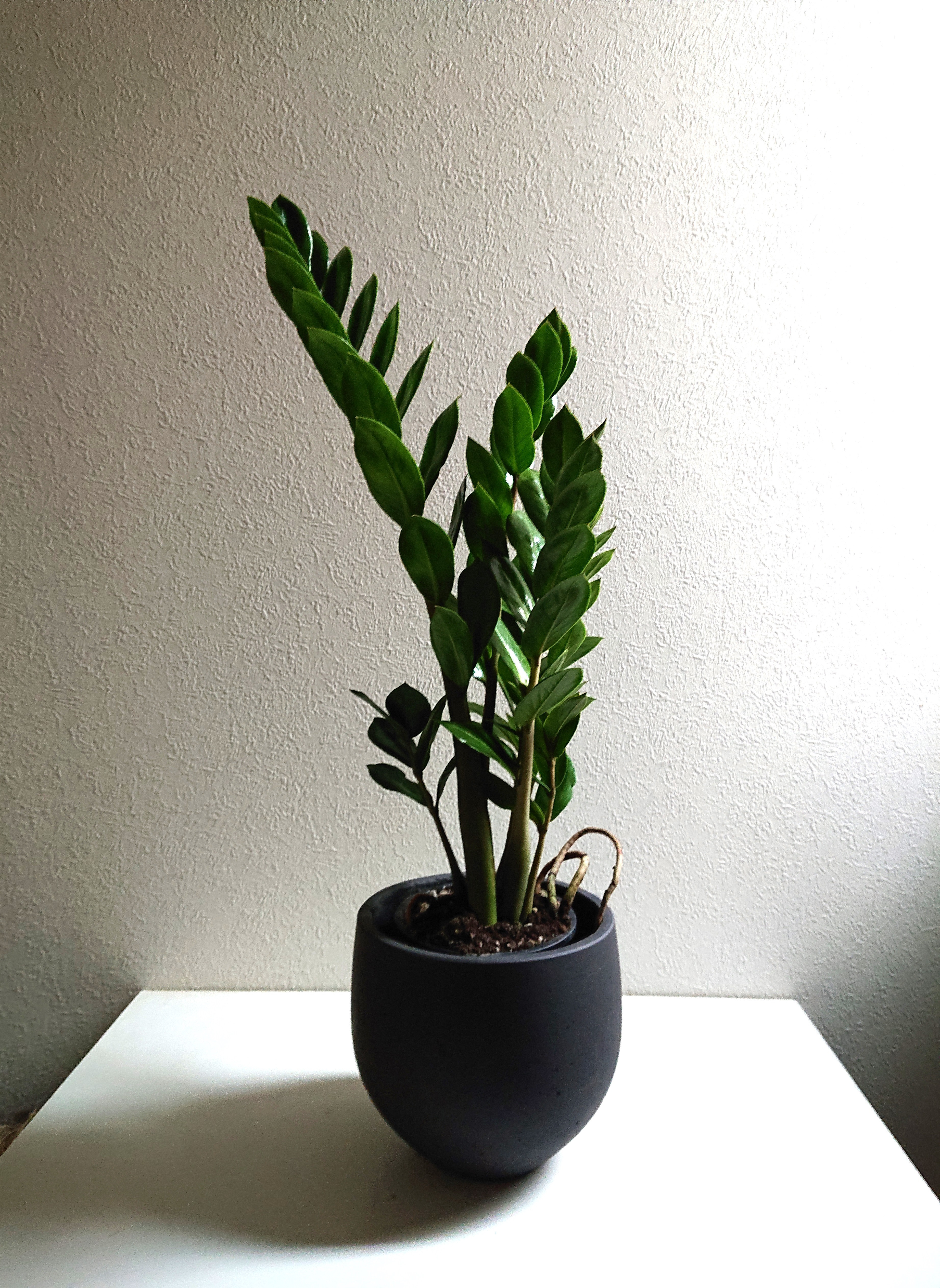 ●数量限定●　希少  ロング53　大株　”ザミオクルカス 緑葉　鉢カバーセット（ダークグレーorライトグレー）"観葉植物