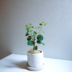 ○数量限定○新作○ミニサイズ ”ユーカリ ポポラス（マルバユーカリ