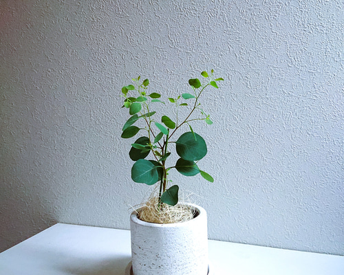 ab0904d4510733a1833050629d5dd5