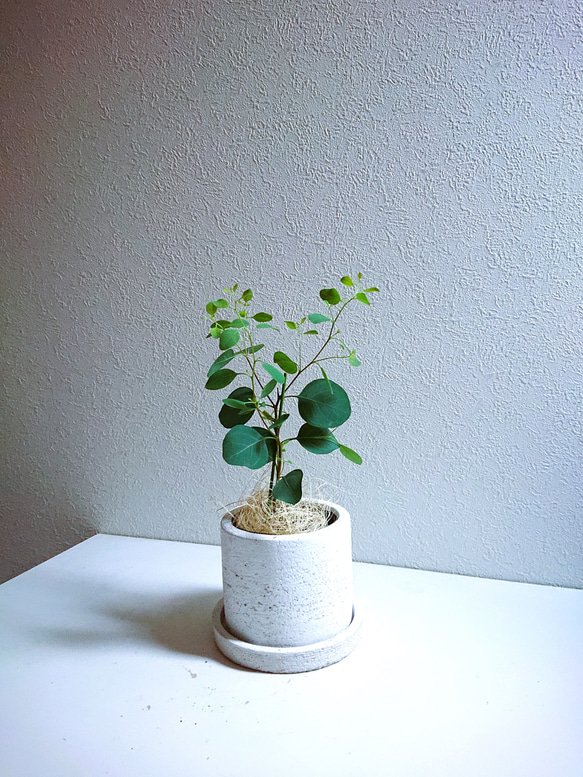 ○数量限定○新作○ミニサイズ ”ユーカリ ポポラス（マルバユーカリ