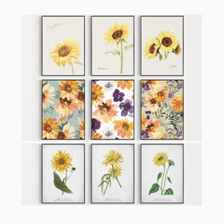 ポスター　夏のひまわり / i0241 /  ヴィンテージ風のヒマワリの花　ボタニカル　インテリアポスター 6枚目の画像