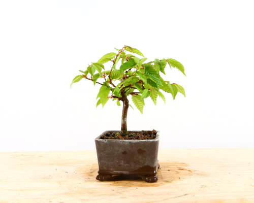 盆栽　シデ　ソロ 樹高13.5㎝ イワシデ ソロ 小品盆栽 BONSAI 真柏 黒松 五葉松