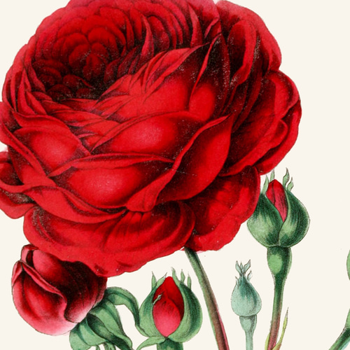 NO.392】赤色の薔薇の花フラワーアートポスター☆バラゴージャス