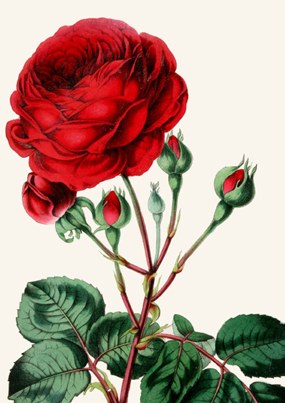 【NO.392】赤色の薔薇の花フラワーアートポスター☆バラゴージャスエレガントアンティーク☆A5A4A3A2A1B5B4 2枚目の画像