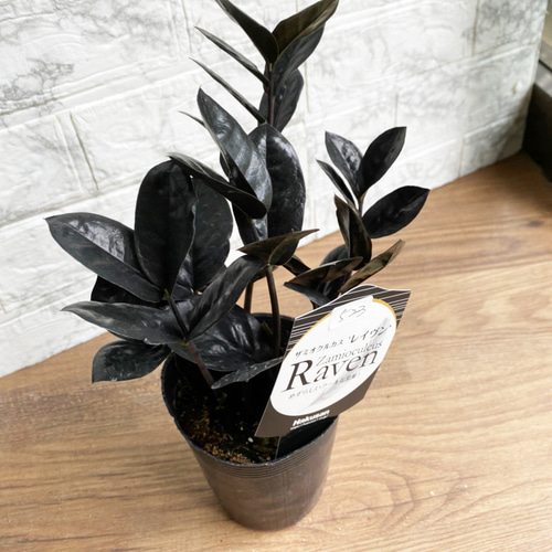 観葉植物】ザミオクルカス レイヴン 3号 523 送料無料 その他