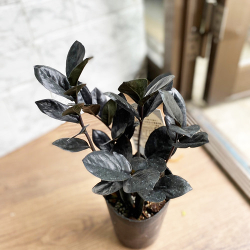 観葉植物】ザミオクルカス レイヴン 3号 523 送料無料 その他