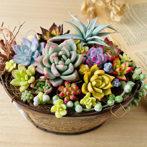みぃです。ぷっくり多肉植物とたっぷりグリーンリース35cm&36~38cm 多肉植物のセメントリースM（直径16cm） の通販 | 園芸ネット