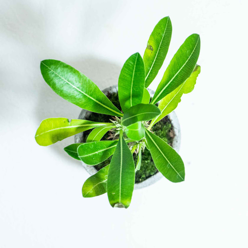 手のひらサイズの観葉植物】苔をあしらったパキポディウム・グラキリス