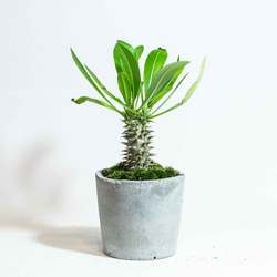 手のひらサイズの観葉植物】苔をあしらったパキポディウム・グラキリス