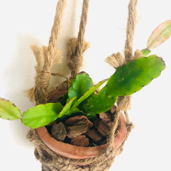吊り下げて飾ろう『リプサリス・ロブスタ』テラコッタプランター　観葉植物　インテリア　壁掛け 3枚目の画像