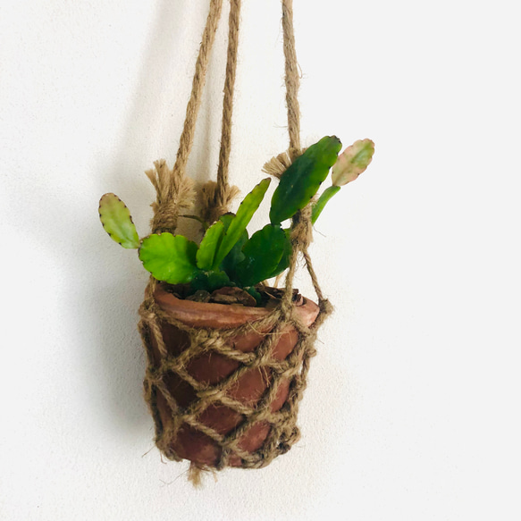 吊り下げて飾ろう『リプサリス・ロブスタ』テラコッタプランター　観葉植物　インテリア　壁掛け 4枚目の画像