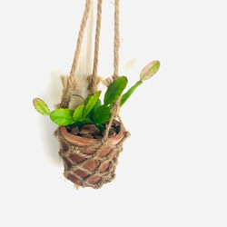 吊り下げて飾ろう『リプサリス・ロブスタ』テラコッタプランター　観葉植物　インテリア　壁掛け 1枚目の画像