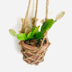 吊り下げて飾ろう『リプサリス・ロブスタ』テラコッタプランター　観葉植物　インテリア　壁掛け 2枚目の画像