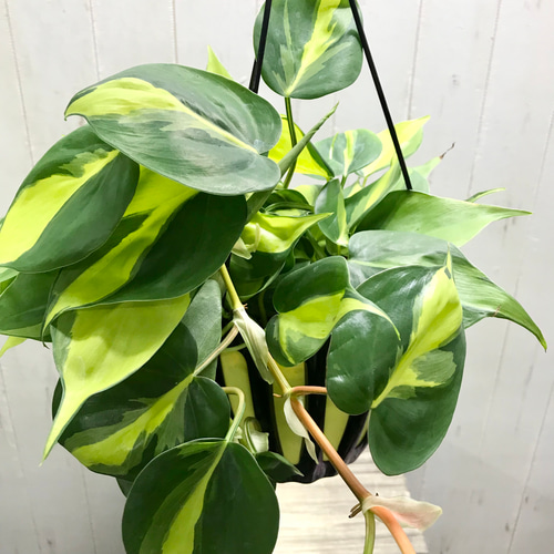 フィロデン ドロン コブラ 吊り鉢 5号 665 楽天市場】おしゃれ 観葉植物：フィロデンドロン コブラ*5号吊り