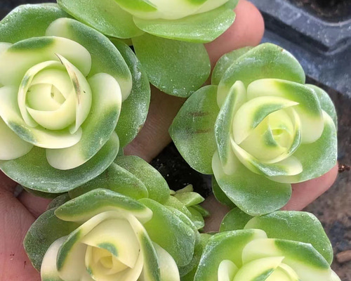 d207ec30407f3c226d55e5980f858d