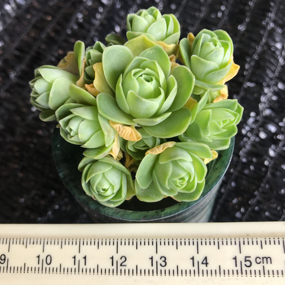 多肉植物 グリーノビア ドドランタリス 群生苗 1苗888円 多肉植物 愛