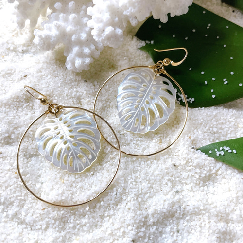 14kgf ホワイトシェル  (モンステラ) 14kgf ホワイトシェル (モンステラ)