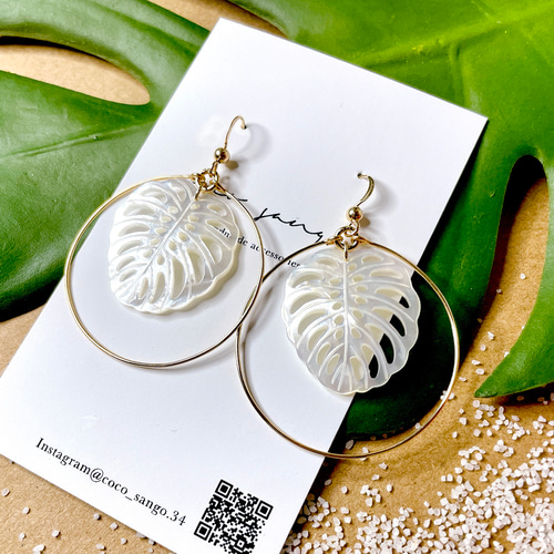 14kgf ホワイトシェル  (モンステラ) 14kgf ホワイトシェル (モンステラ)