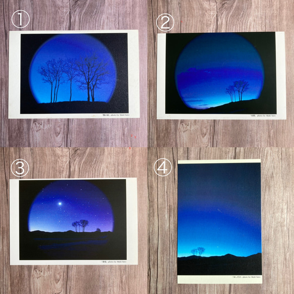 【Creema限定set】樹木ポストカード［全18枚］嬉しいセット価格 3枚目の画像