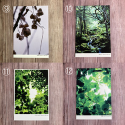 【Creema限定set】樹木ポストカード［全18枚］嬉しいセット価格 5枚目の画像