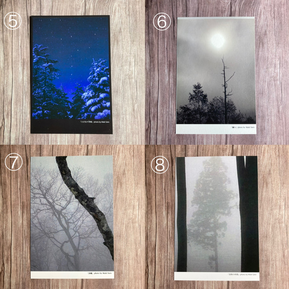 【Creema限定set】樹木ポストカード［全18枚］嬉しいセット価格 4枚目の画像