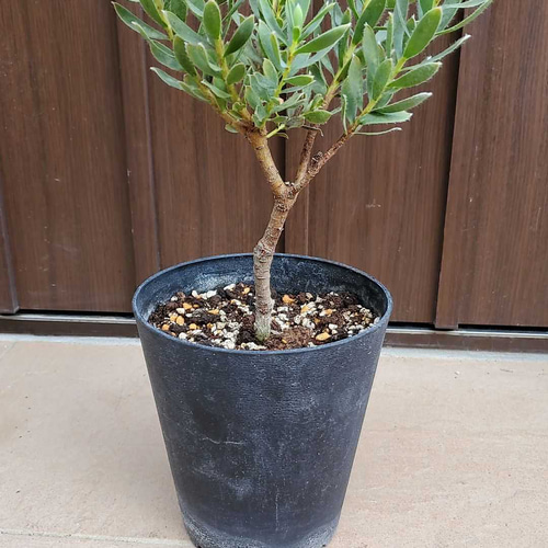 大きめ♪ リューカデンドロン ヴェルデ 鉢植え ネイティブフラワー 苗