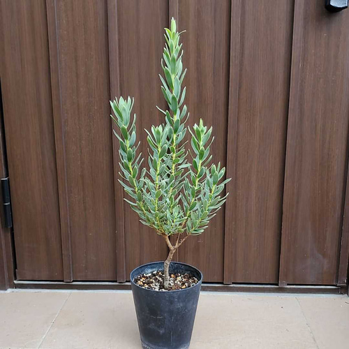 大きめ♪ リューカデンドロン ヴェルデ 鉢植え ネイティブフラワー 苗
