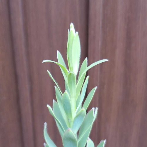 大きめ♪ リューカデンドロン ヴェルデ 鉢植え ネイティブ