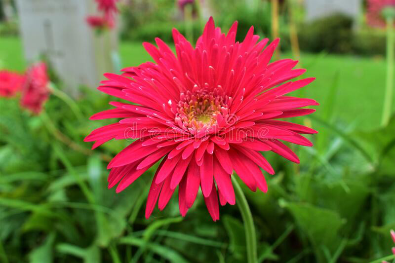 レア・ クラシックガーベラ・ブライトレッド☆宿根・八重咲☆丈夫な冬