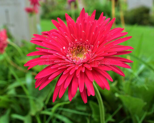 レッドガーベラ様　12点おまとめ 55c1565e3334e8424646c03ce05f3b