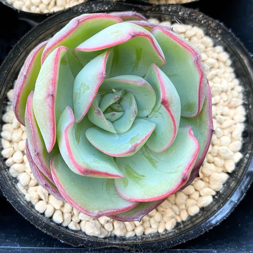 パルメラ 韓国苗 多肉植物 多肉植物 プクニク 通販 13977835｜Creema