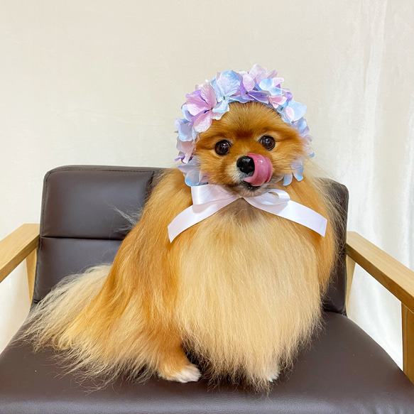 犬服♡紫陽花 ブーケ キャップ 1枚目の画像