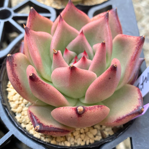 オールドエッグ 大株 韓国苗 多肉植物 多肉植物 プクニク 通販