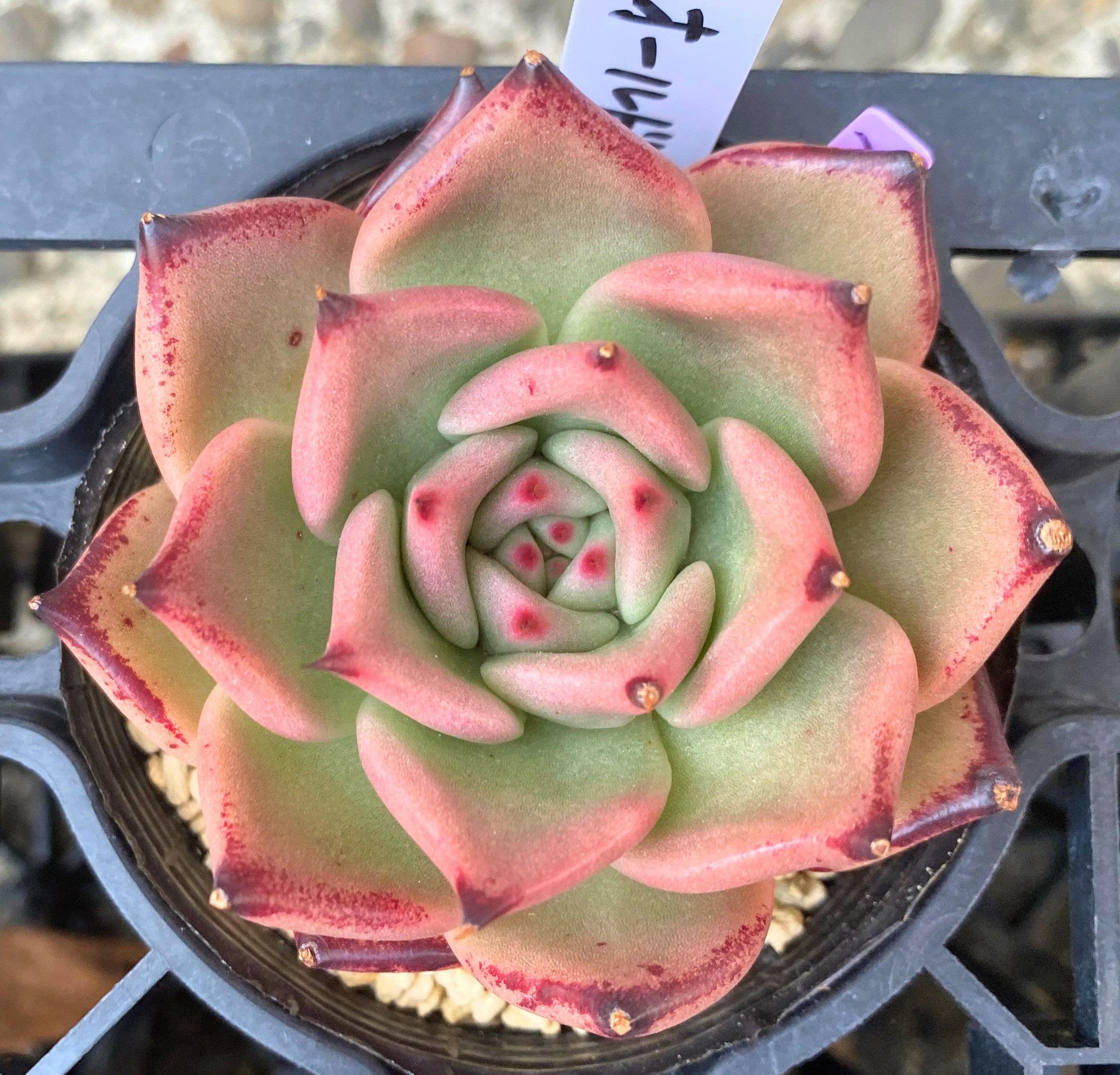 オールドエッグ 大苗 抜き苗 多肉 オールドエッグ 大株 韓国苗 多肉