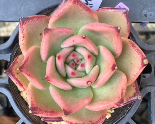 オールドエッグ 大株 韓国苗 多肉植物 多肉植物 プクニク 通販